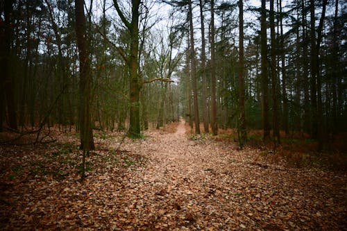 Fotos de stock gratuitas de arboles, bosque, caer