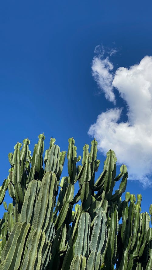 Kostnadsfri bild av anläggning, blå himmel, kaktus