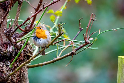 Gratis stockfoto met detailopname, dierenfotografie, erithacus rubecula