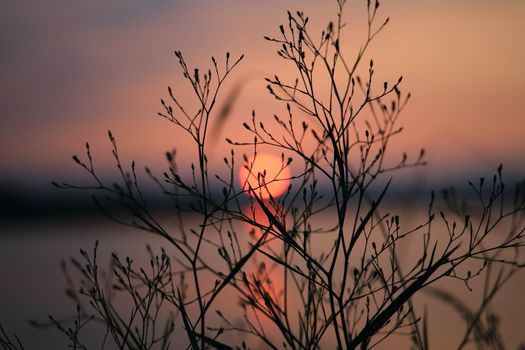 Silhouette of branches against a serene sunset view, perfect for tranquil and natural themes.