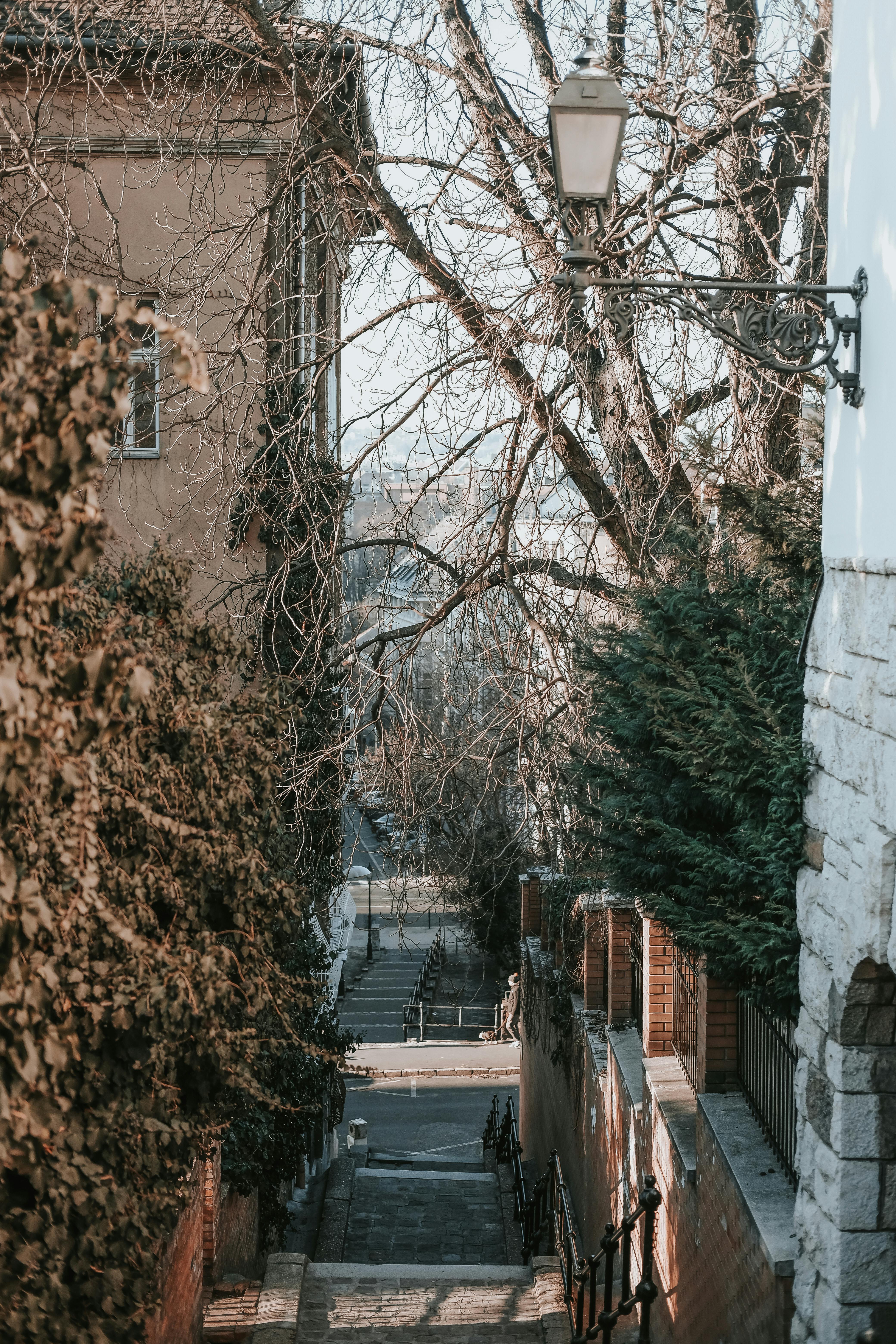 a street with a tree and a lamp post