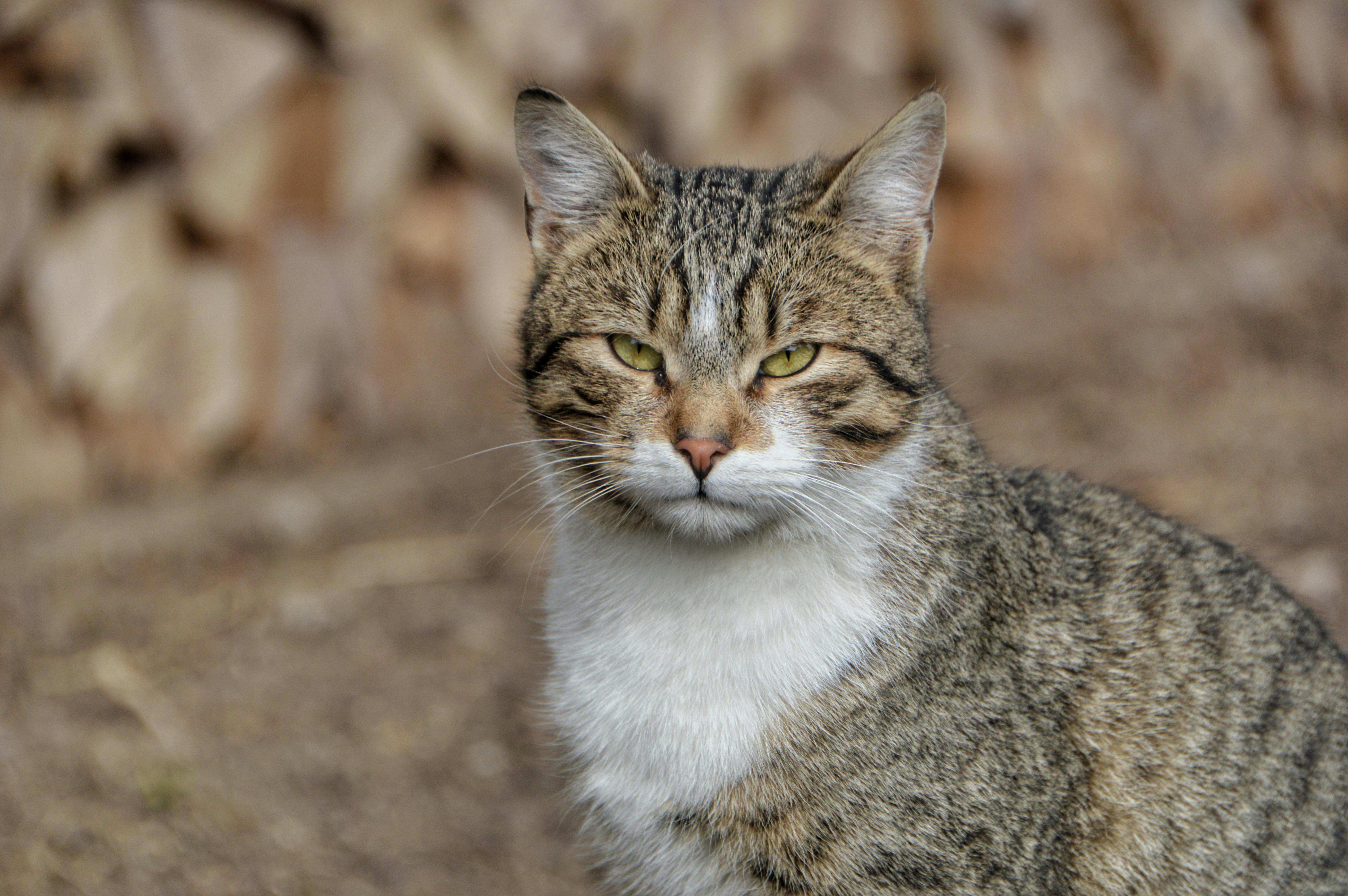 Free Photos  An angry cat