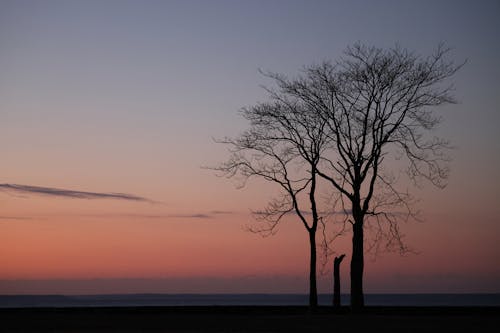 Immagine gratuita di alba, alberi, cielo