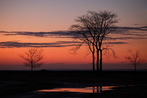 Free Silhouettes of trees during a serene sunset at Cove Island Park, Stamford. Stock Photo