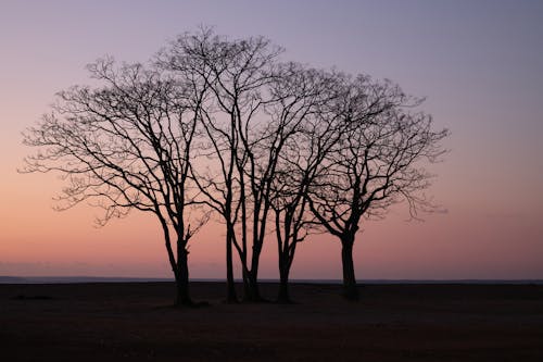 ağaçlar, akşam karanlığı, gün batımı içeren Ücretsiz stok fotoğraf