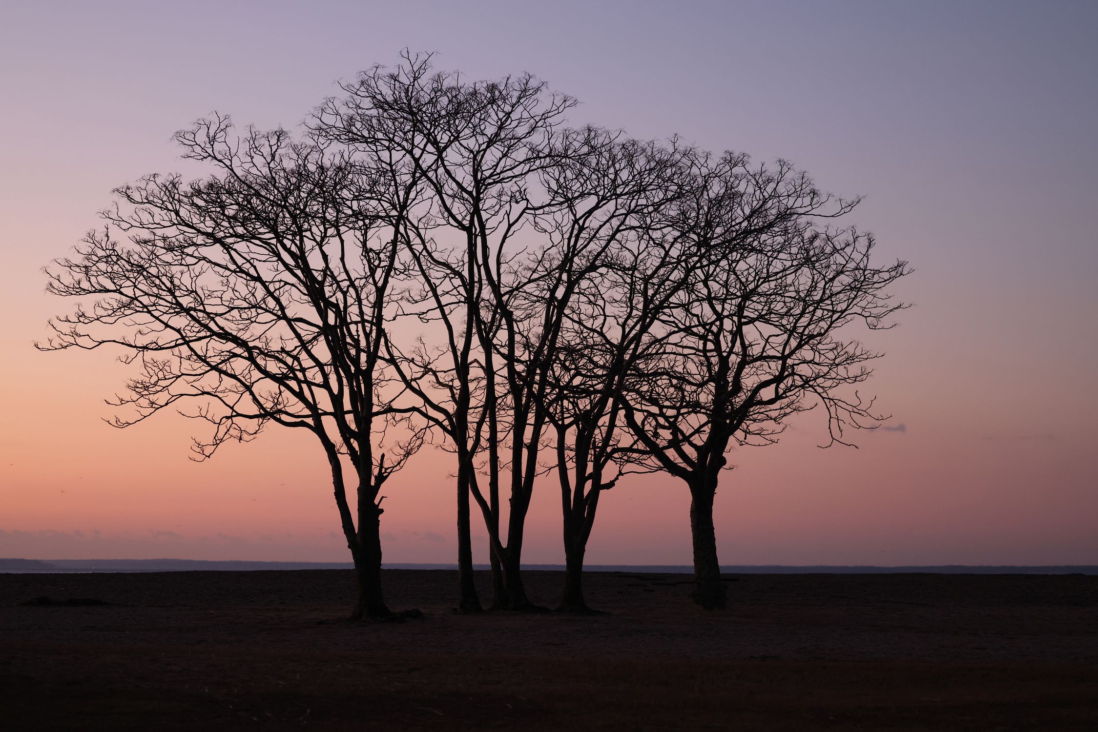 Trees Leaf Less Leafless Trees in a Clearing at Dusk · Free Stock Photo