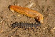 Detailed view of glow-worm larva crawling on soil, showcasing natural insect life.