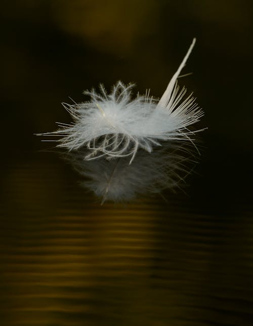White Fluffy Feather on the Water