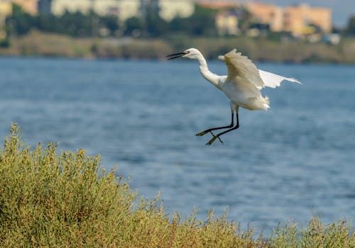 Foto profissional grátis de animais selvagens, animal, ave