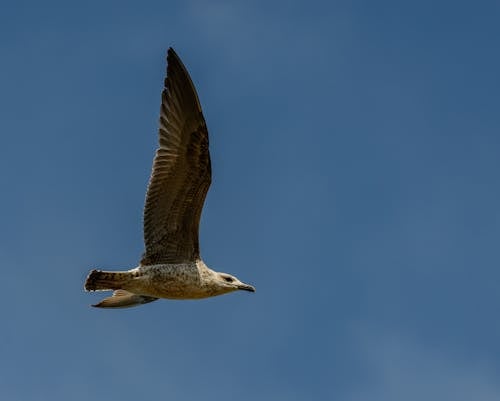 藍天, 觀鳥, 野生動物 的 免費圖庫相片