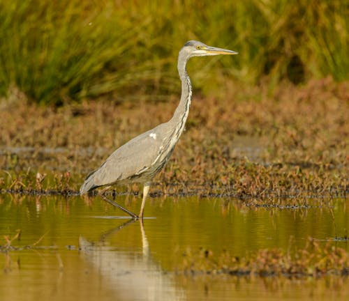 Egret Walking in Water