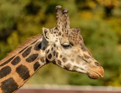 Fotos de stock gratuitas de bokeh, cabeza de animal, cuello largo