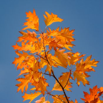 Vibrant golden leaves of a tree in autumn against a clear blue sky.（イメージ）