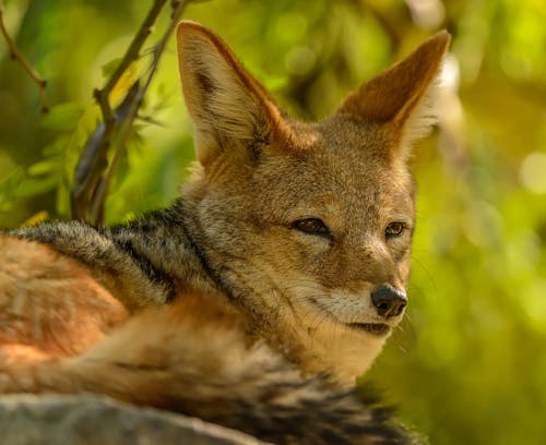 Fotos de stock gratuitas de animal, bokeh, fauna