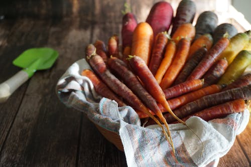 Basket of Freshly Dug Colorful Carrots
