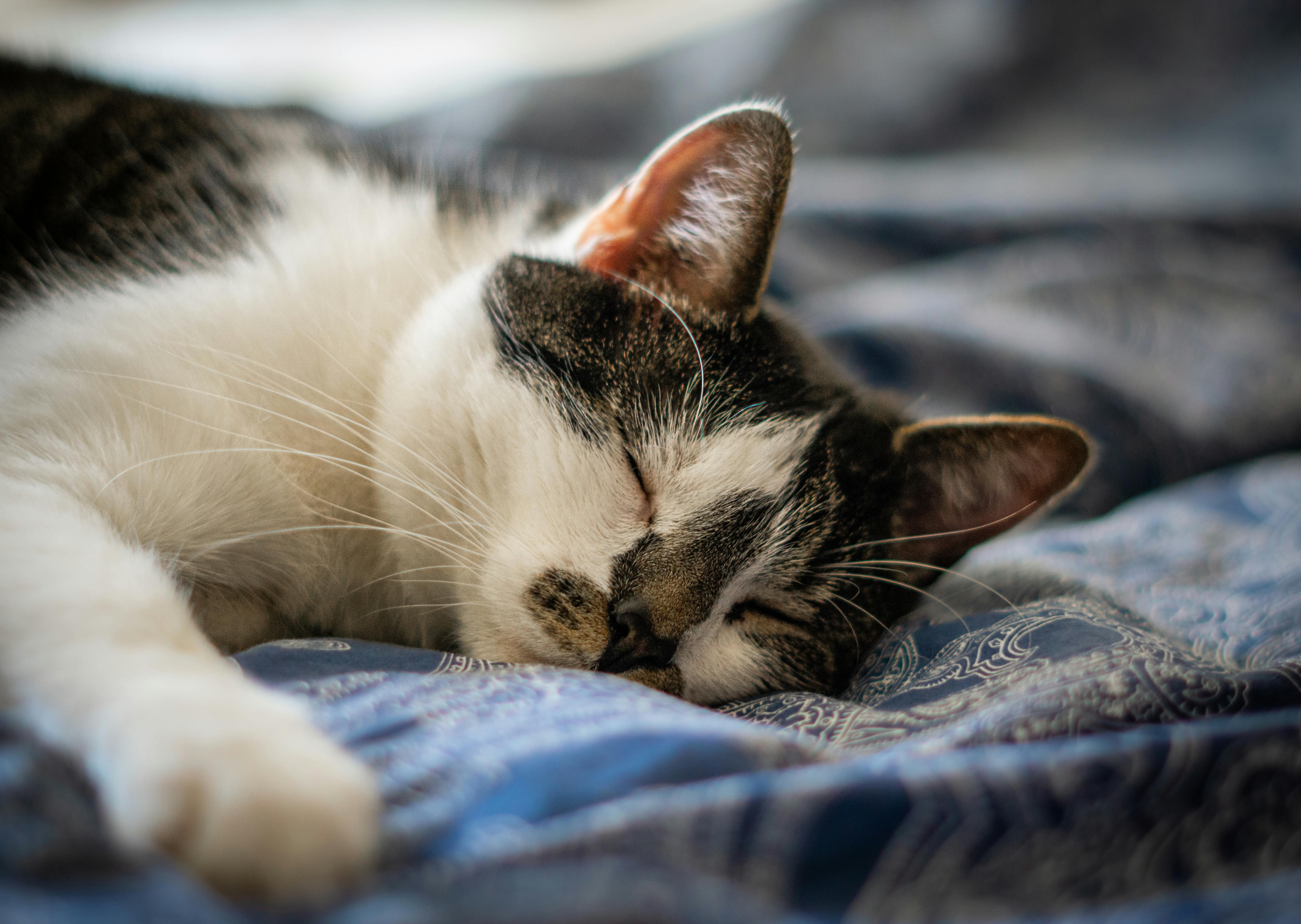 A Cat Sleeping · Free Stock Photo