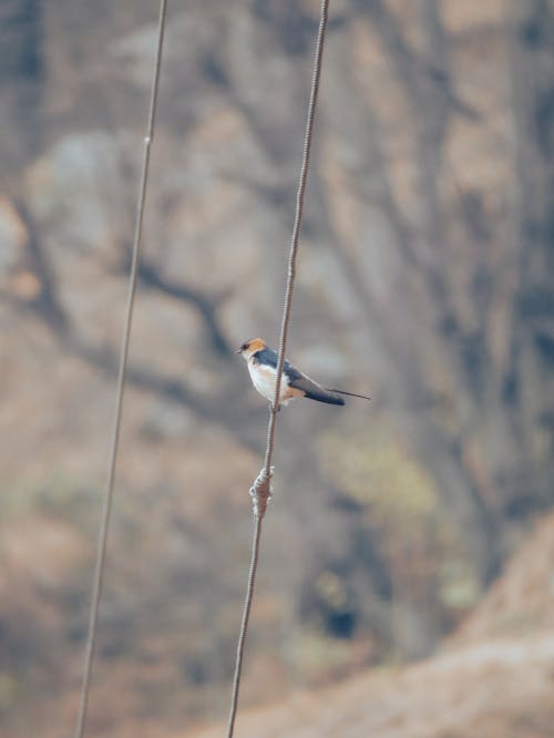 Foto profissional grátis de andorinha, Andorinha-Rumped, animais selvagens