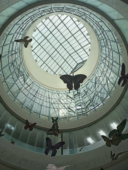 Základová fotografie zdarma na téma interiér, moderní architektura, motýli