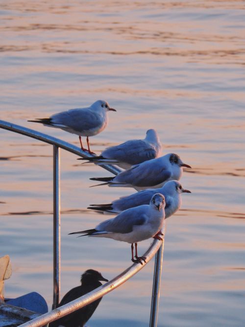 Free Five seagulls sit on a handrail at sunset, overlooking a calm sea. Stock Photo