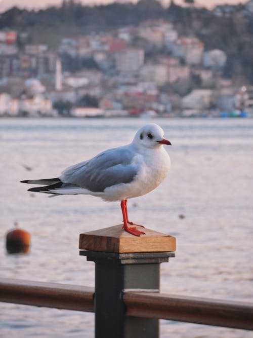 Foto profissional grátis de ave, gaivota, mar