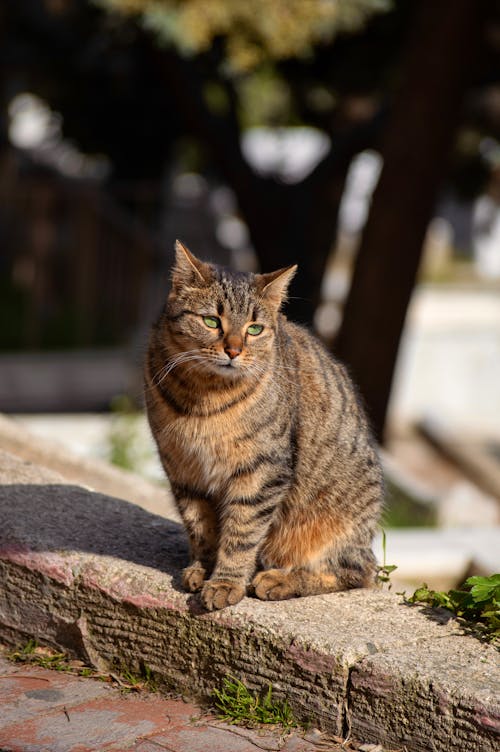 Kostenloses Stock Foto zu gefleckt, haustier, katze