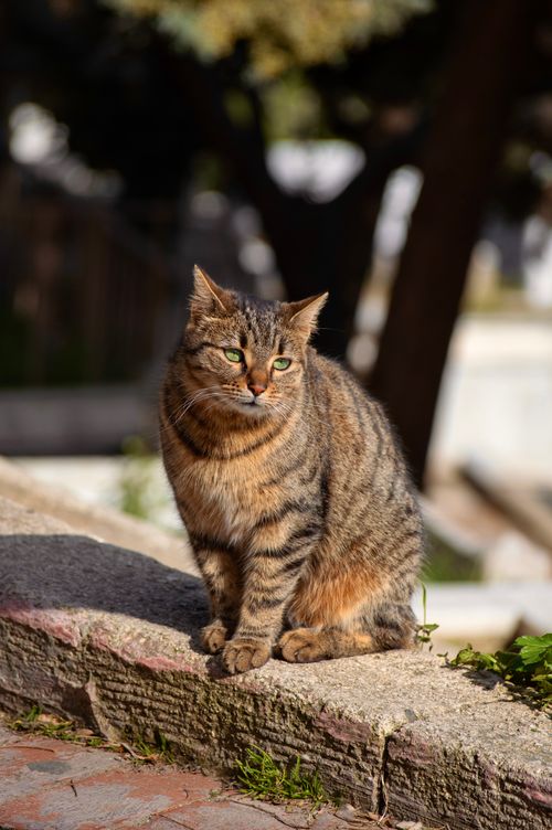 Free Charming tabby cat sitting outdoors in natural sunlight, Istanbul, Türkiye. Stock Photo