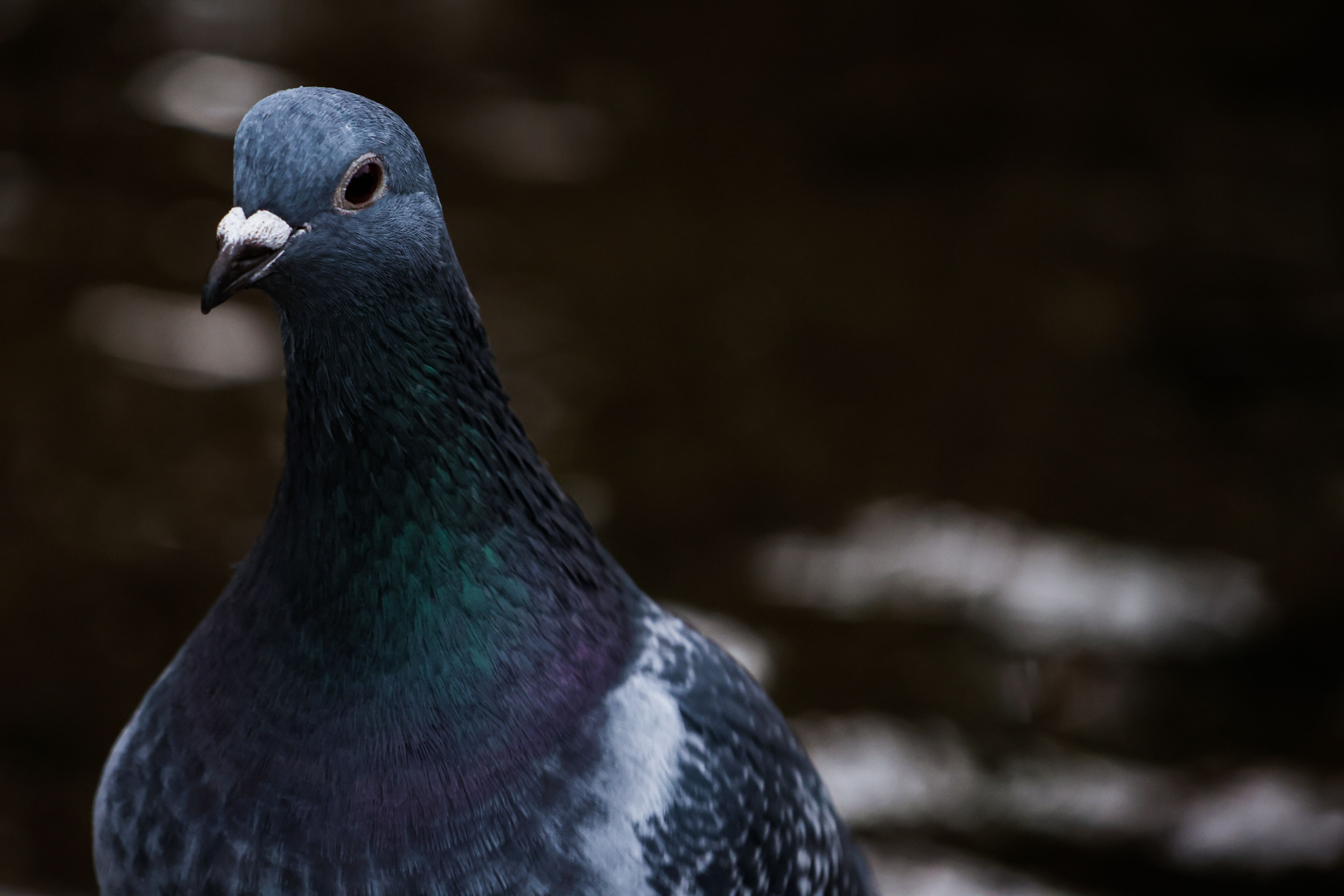 Close-up of pigeon's head and eye showing sensory anatomy