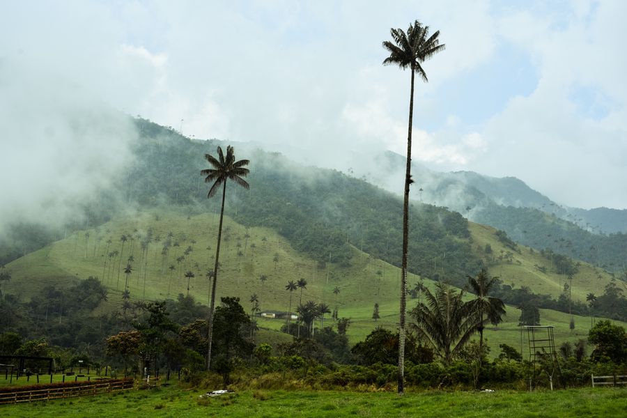 The Cocora Valley