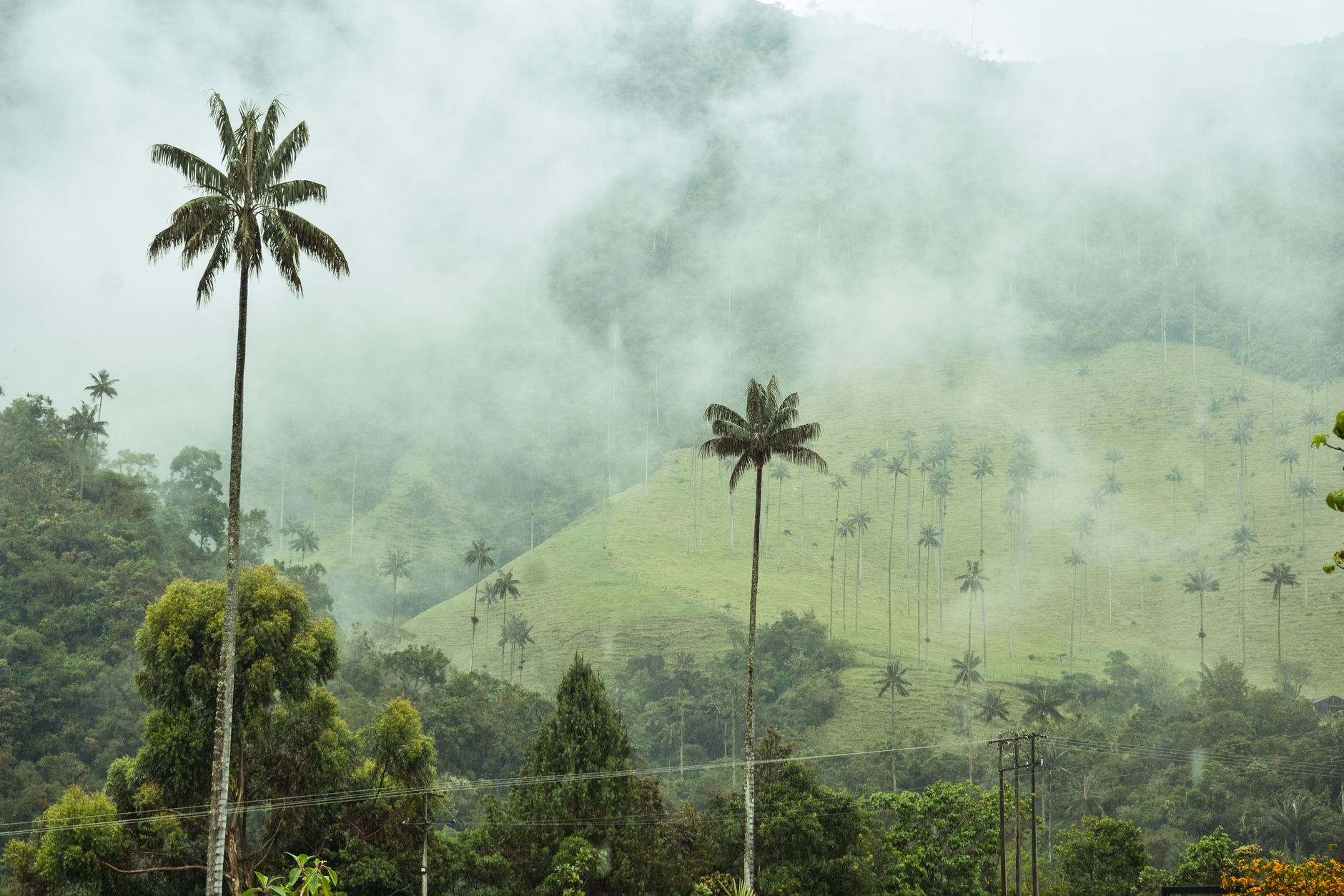 salento colombia cocora valley wax palms tall trees andean mountains mist
