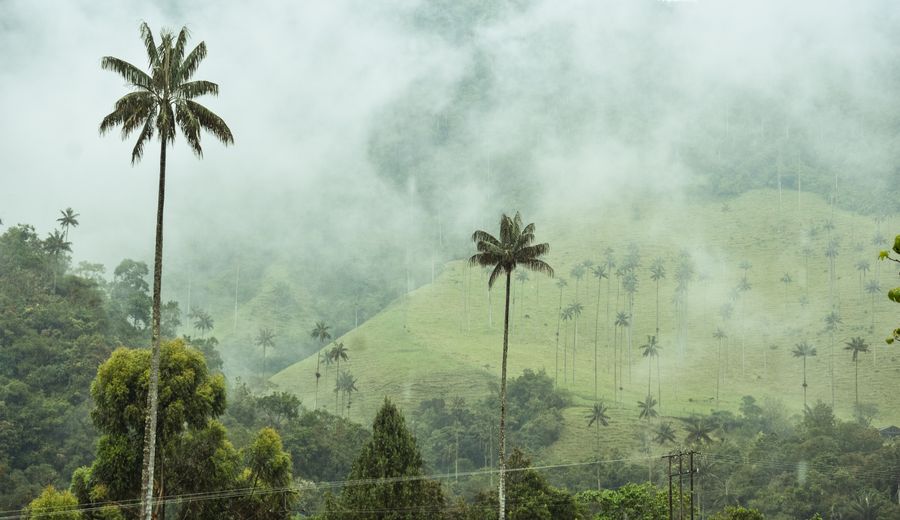 Salento & vallée de Cocora