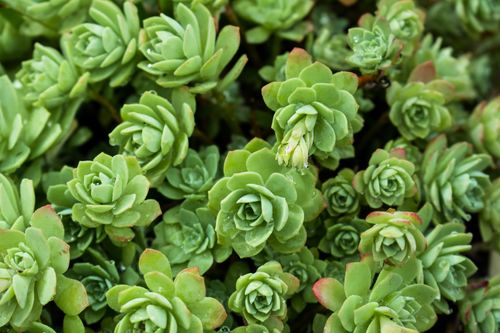 Free Explore the natural beauty of green succulents in a lush garden setting captured in stunning detail. Stock Photo