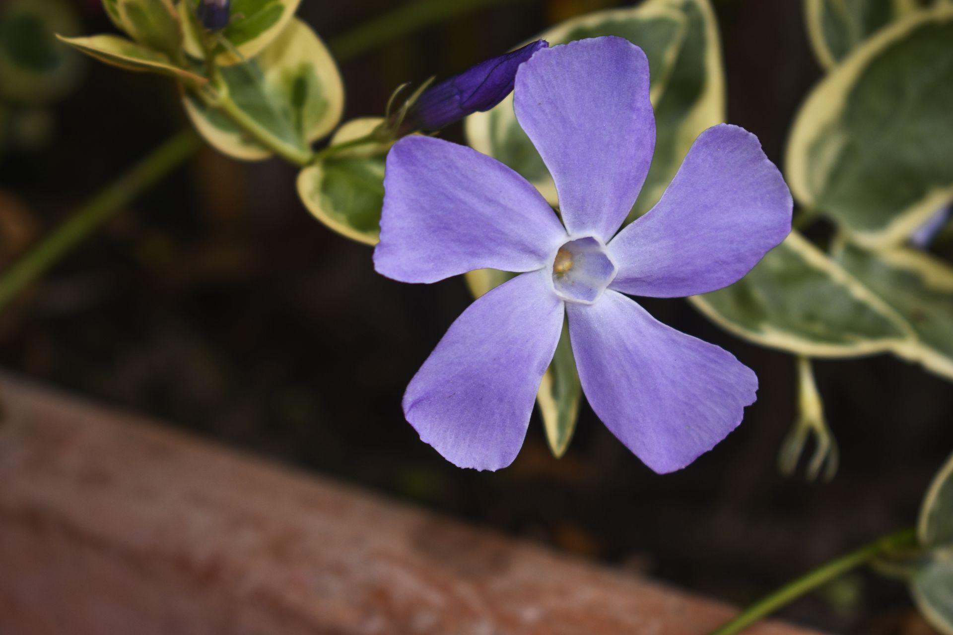 Vibrant purple vinca flower captured up close, showcasing its delicate petals in an outdoor garden.
