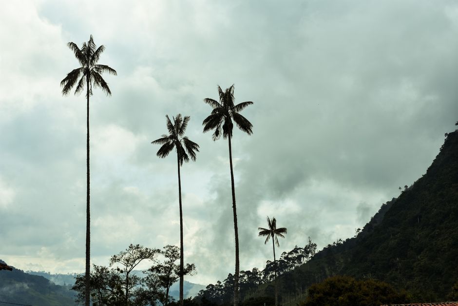 Valle de Cocora, Colombia - travel photo