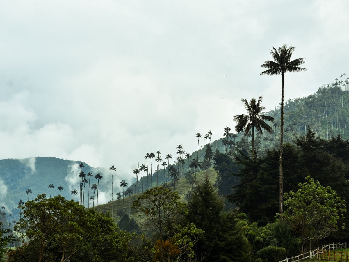 4 Day Indigenous Yage Retreats in Colombia, Amazon 1