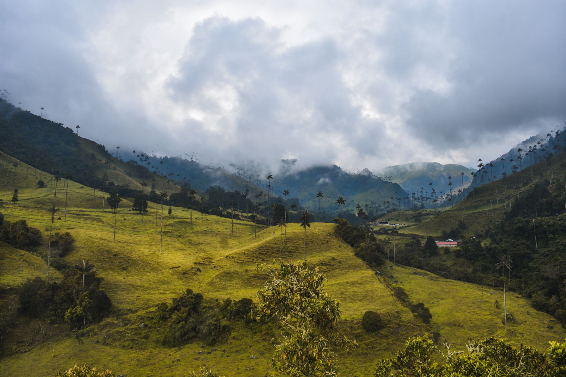 quindio colombia landscape mountains green coffee terraces andean valley