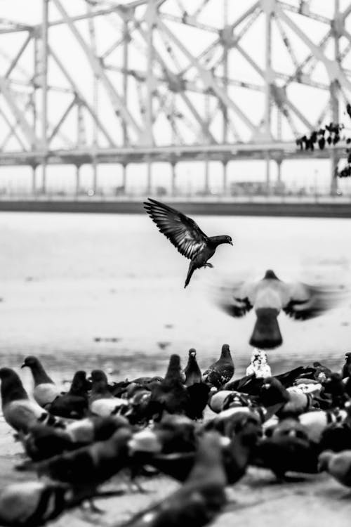 бесплатная Бесплатное стоковое фото с вертикальный выстрел, голуби, летающий Стоковое фото
