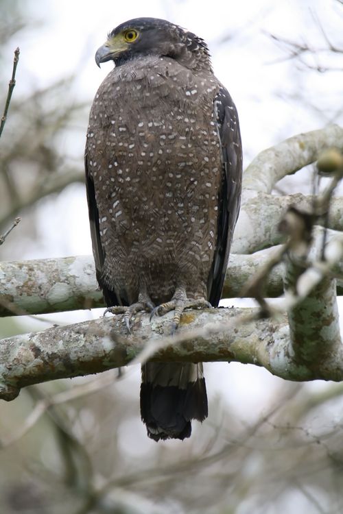 Free Crested Serpent Eagle perched on a branch in the forests of Assam, India, showcasing its majestic plumage. Stock Photo