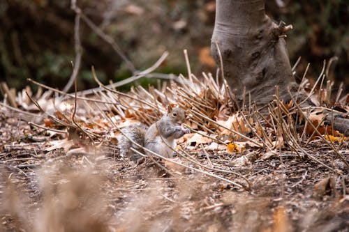 Close-up of Squirrel Sitting on Ground in Forest