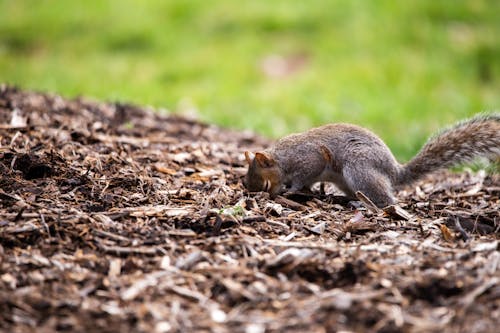 Close-up of Squirrel on Ground in Forest