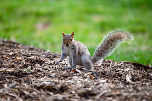 Close-up of Squirrel on Ground in Nature