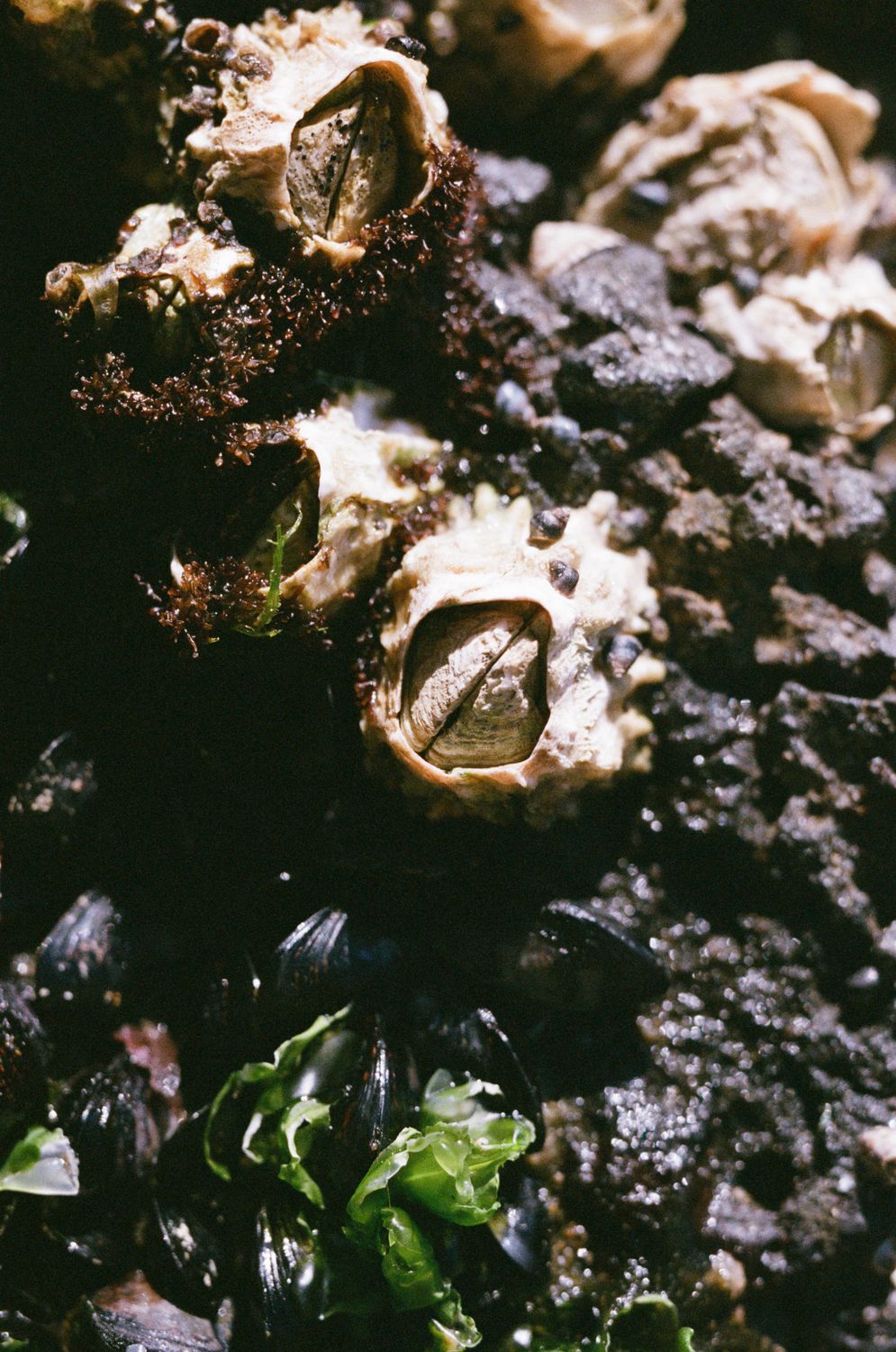 Close up of Barnacles · Free Stock Photo