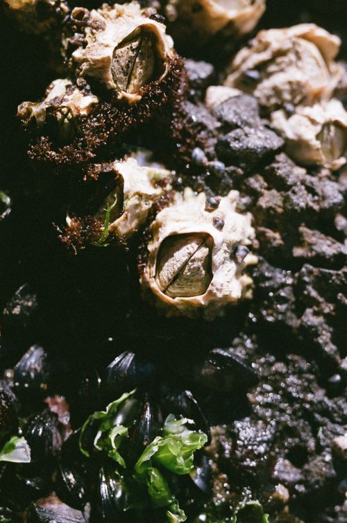 Free Detailed close-up of barnacles and marine life on a rocky underwater surface. Stock Photo
