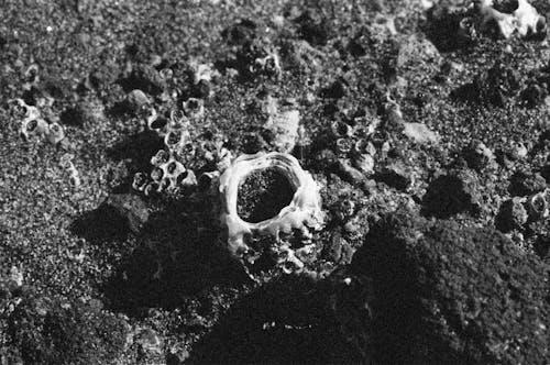 Bezpłatne Darmowe zdjęcie z galerii z chropowaty, czarno-biały, dolny Zdjęcie z galerii