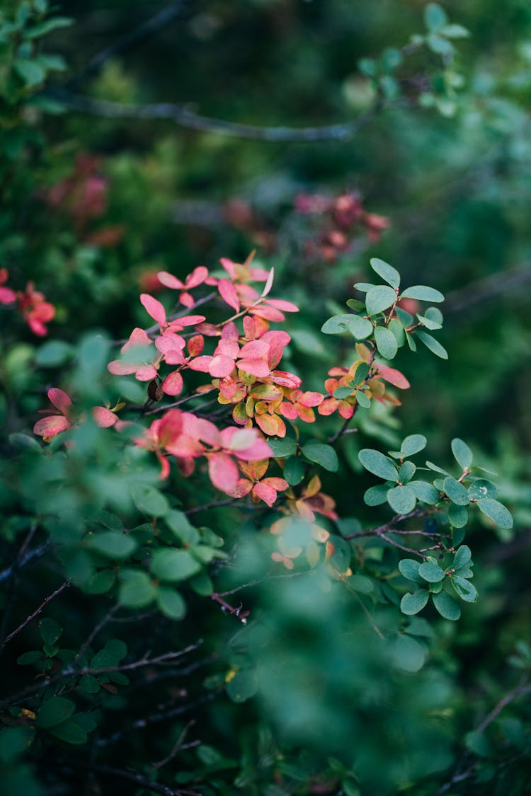 Plante Verte Et Rouge De Myrtille En Norvège