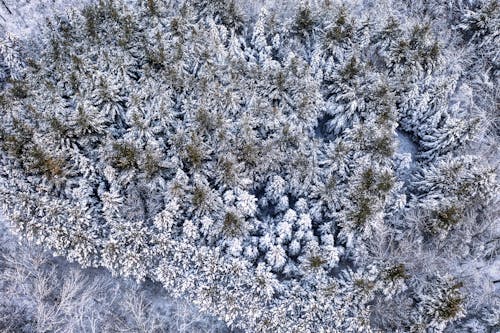 Kostenloses Stock Foto zu bäume, hohe winkelansicht, kalt