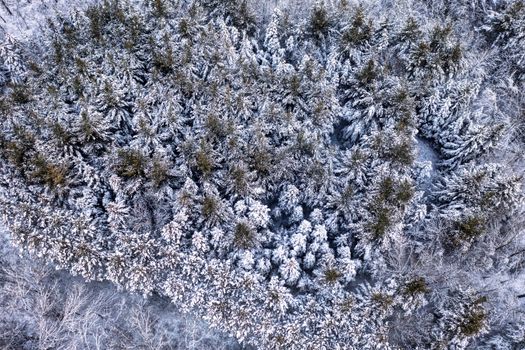 Stunning aerial view of a snow-covered forest in winter, showcasing nature's serene beauty.