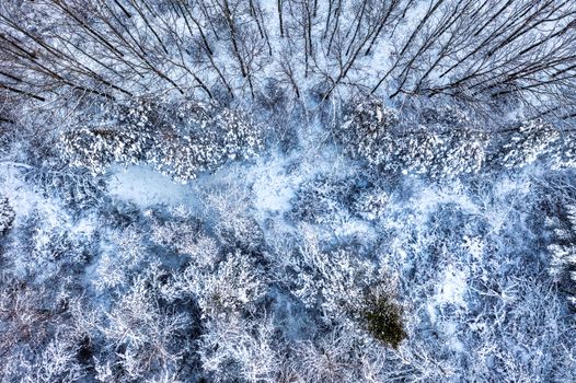 Captivating aerial shot of a snow-covered winter forest in Saint Charles, MN.