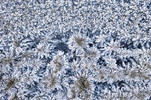 Aerial View of a Frosty Forest