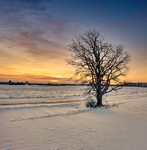 Foto d'estoc gratuïta de arbre, àrid, capvespre