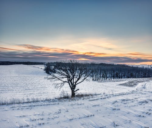 Landscape of Trees on a Snowy Field at Sunset 